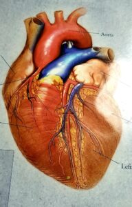 Human Heart! Healthcare and Medicine!