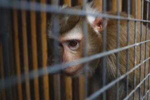 animal abuse. portrait of a sad monkey in a cage