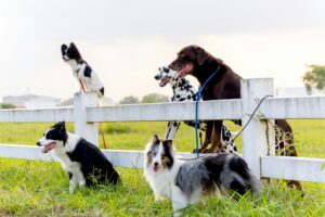 Group of different type dogs stand near garden fence as line formation and look forward