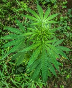 Top view of the wild cannabis leafs.